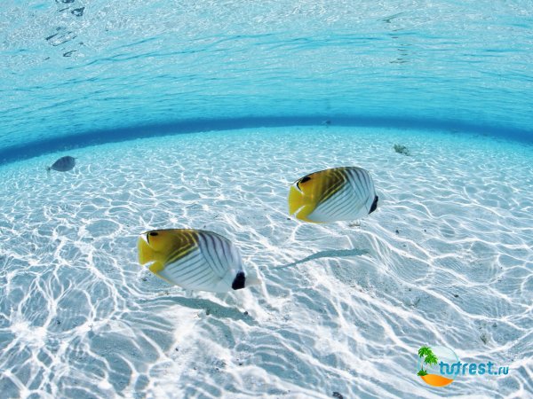 Прозрачная вода и красивые рыбы на Мальдивских островах