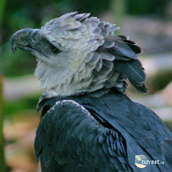Орел - Национальный парк Дарьен, Панама