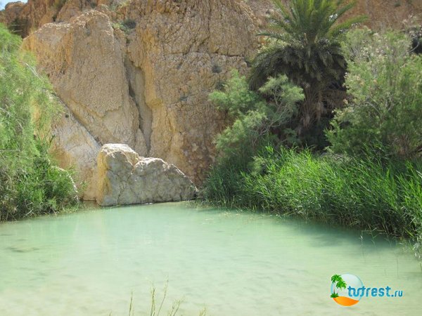 Природа в Тунисе
