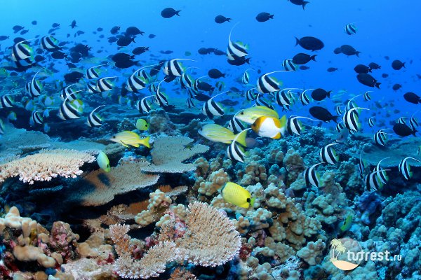 Подводный мир Фиджи