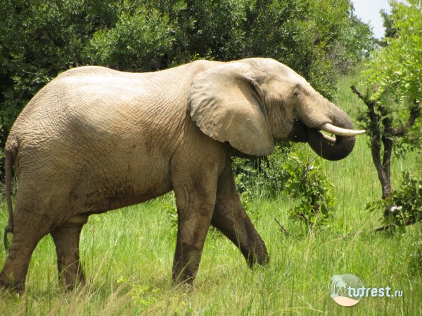 Национальный парк Кафуэ в Замбии "слон"