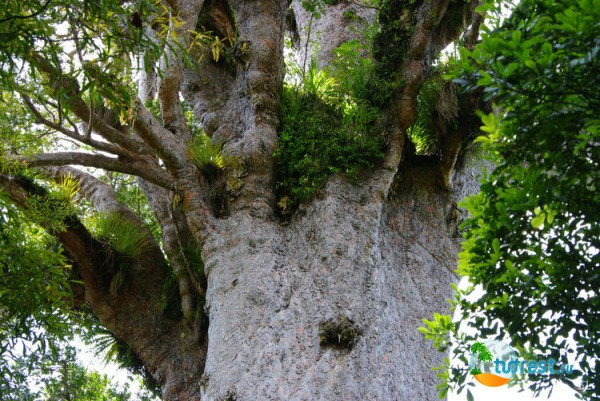 Дерево Каури в Вануату