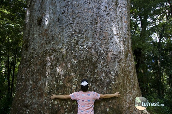 Дерево Каури в Вануату