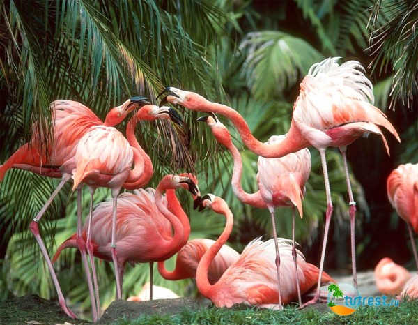 Розовые фламинго - символ острова Кайо-Коко, Куба