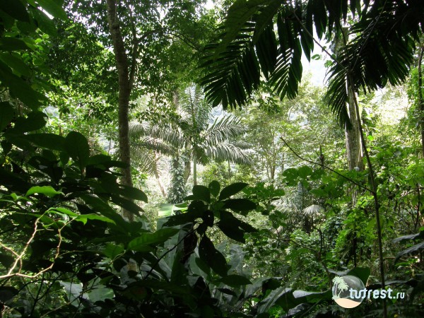 Тропические джунгли на острове Кубы - Кайо-Коко