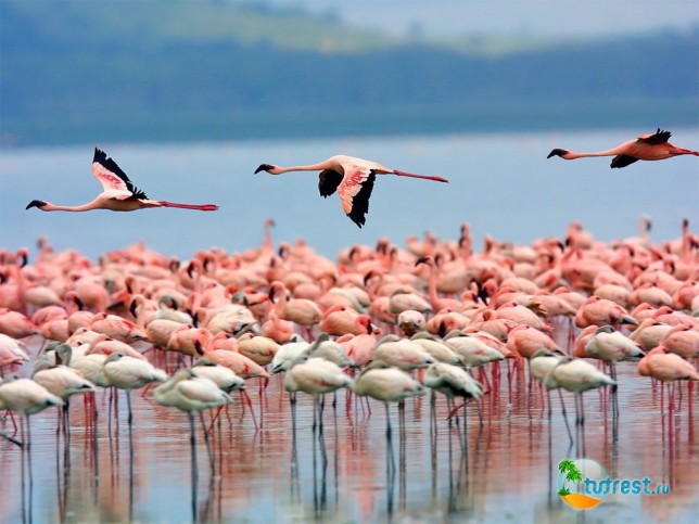 Кении - озеро Багория - розовые фламинго