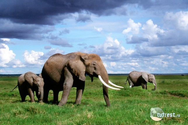 Кения - туризм - слоны
