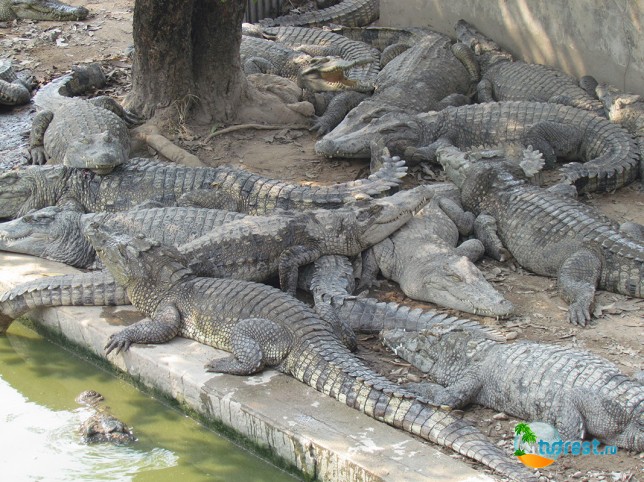 Крокодиловая ферма возле озера Тонлесап в Камбоджа