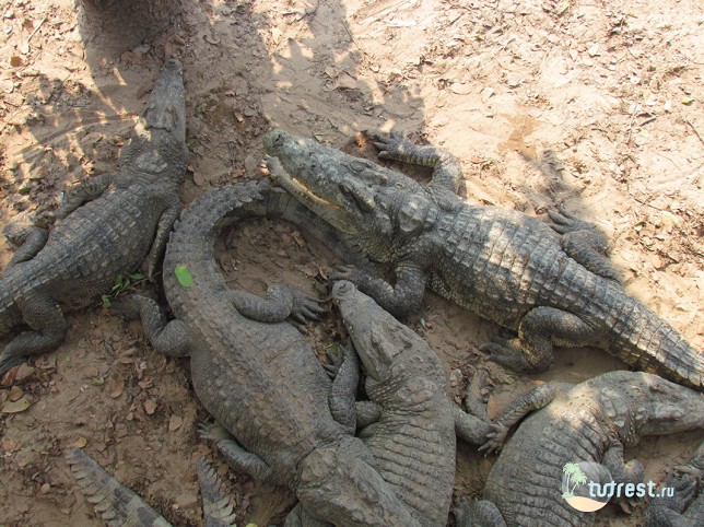 Крокодиловая ферма возле озера Тонлесап в Камбоджа