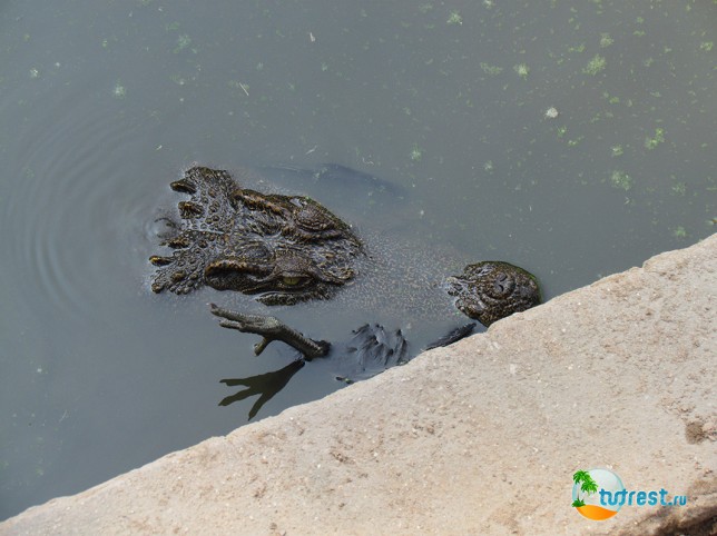 Крокодил ест курицу, Камбоджа