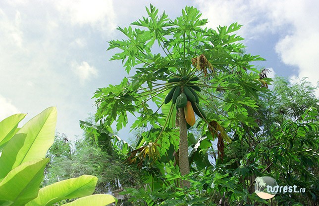 Папайя - дерево