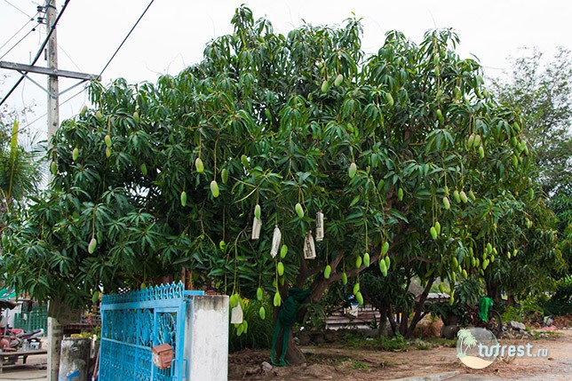 мангровое дерево