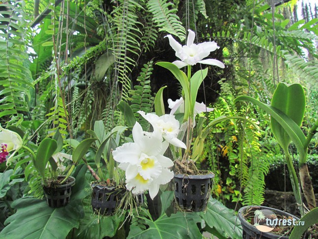 Сад орхидей Нонг Нуч