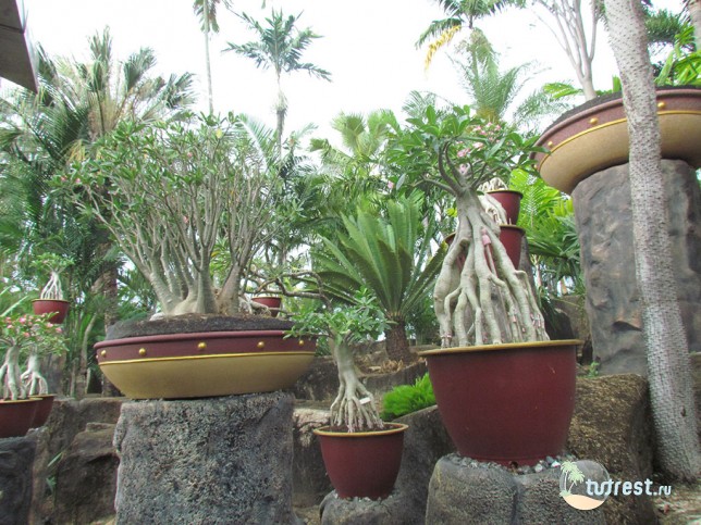 Тропический сад Нонг Нуч
