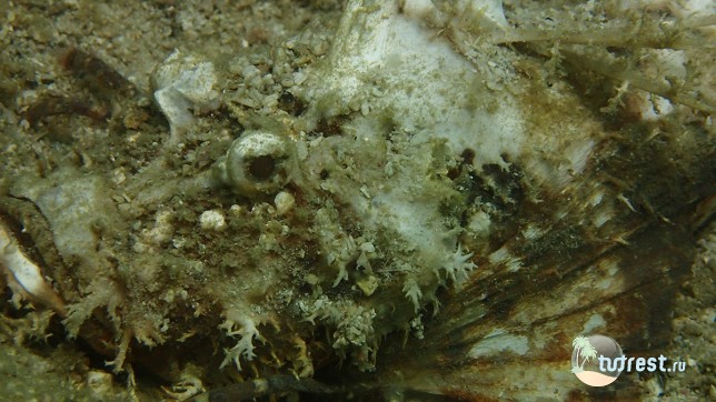 Дайвинг в Паттайе - рыба скорпион